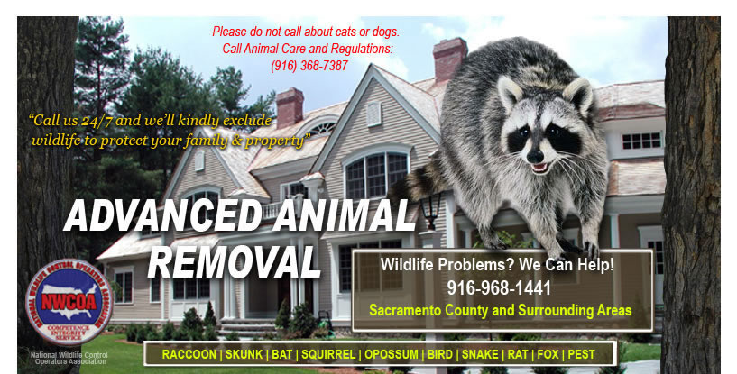 sacramento animal wildlife removal