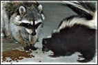 skunk removal control contra Costa County