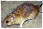 rat mouse problem control
