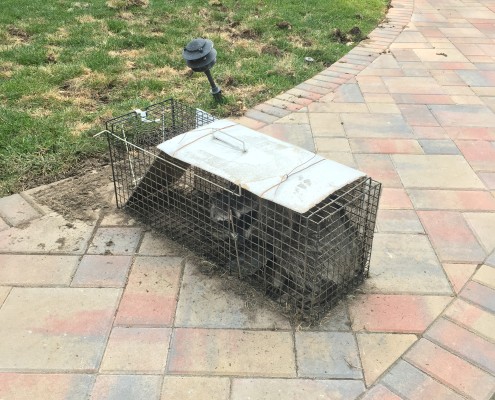 local raccoon removal