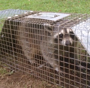 raccoon control animal wildlife 