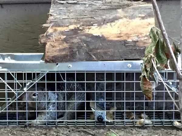 trapping animal wildlife squirrel attic
