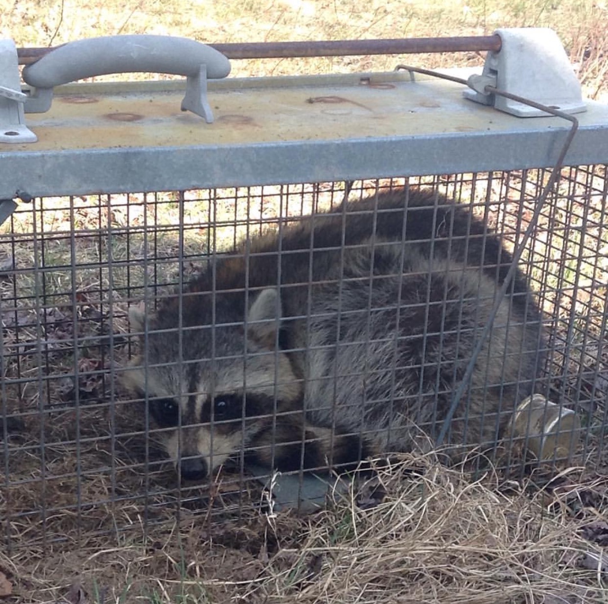 raccoon in yard bellingham control animal