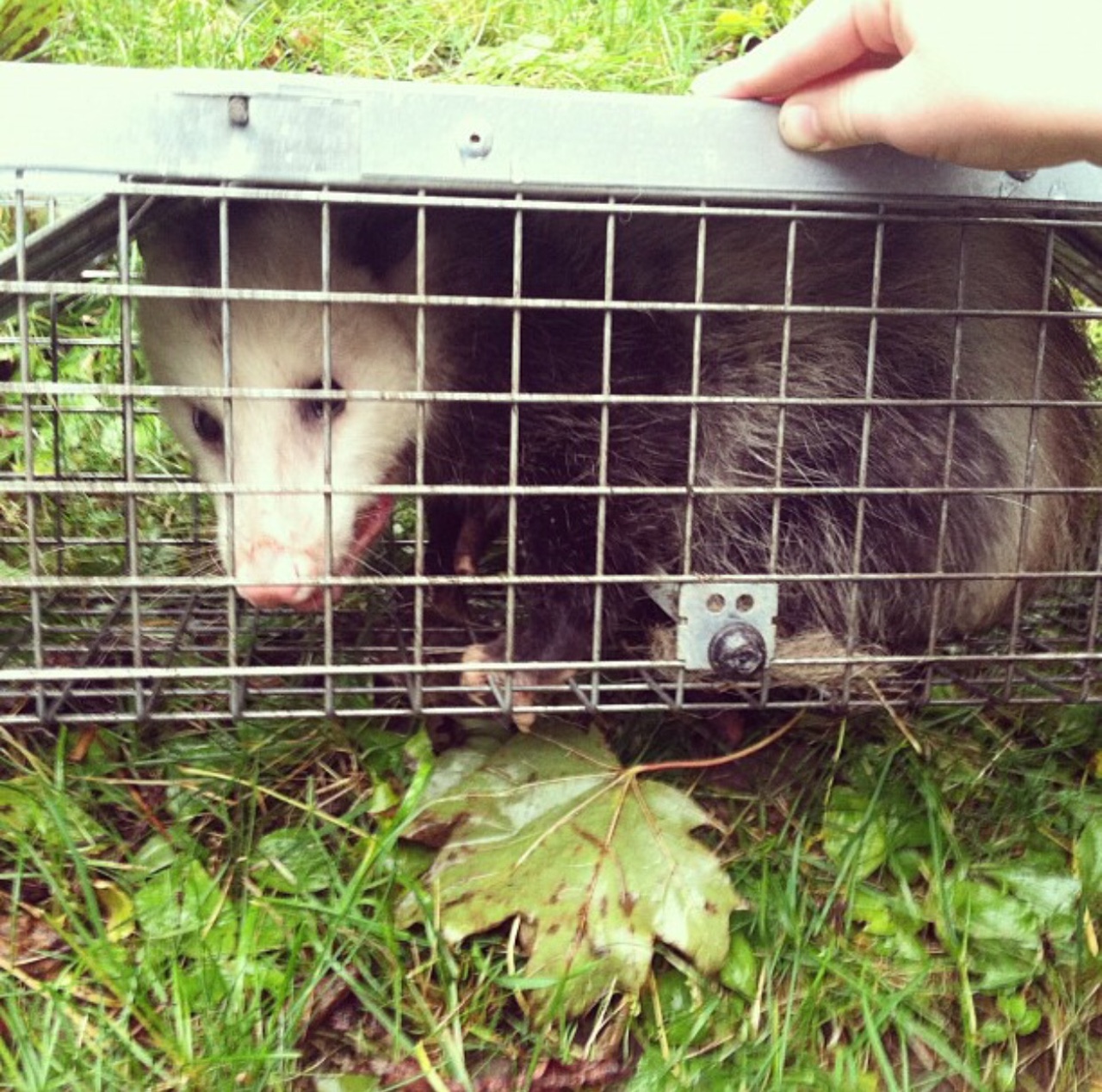 wildlife removal control opossum
