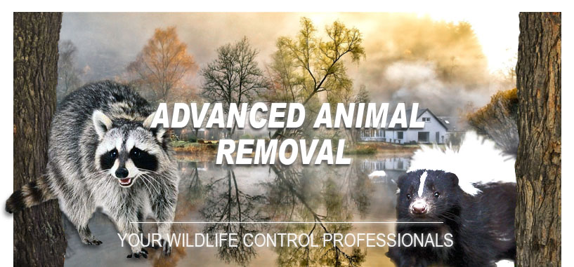 Advanced Animal Removal & Wildlife Control Services