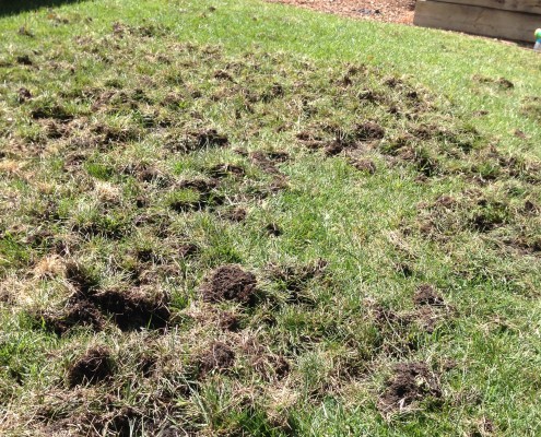 gopher control removal