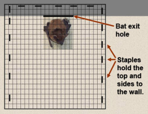 bat exclusion cone door