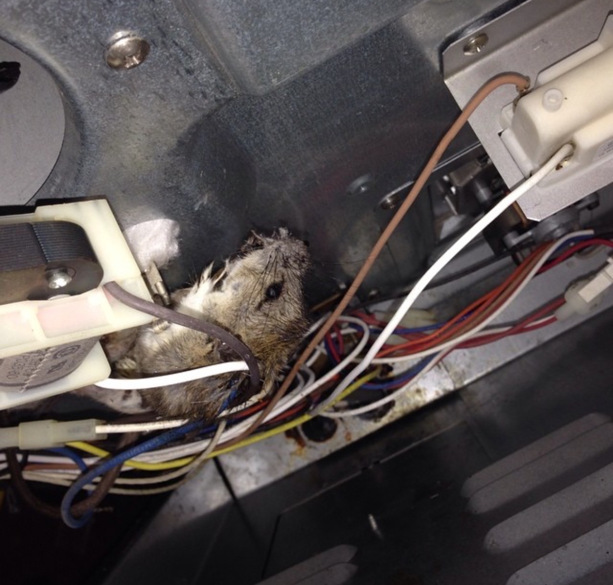 dead rat in stove Advanced Animal Removal