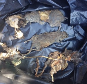 dead rodent removal