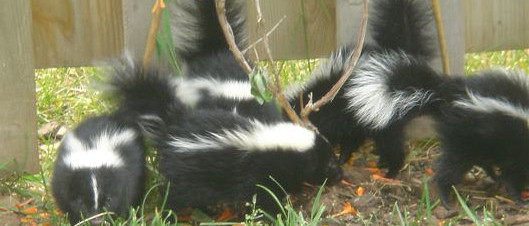 litter of skunks