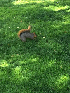 squirrel digging yard