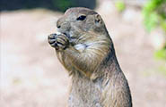 gopher removal