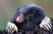 mole removal