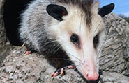 opossum removal