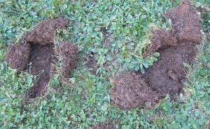 animal removal control raccoon yard