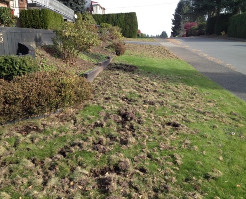 animal control lawn damage
