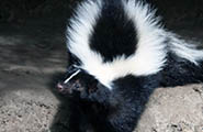 skunk control