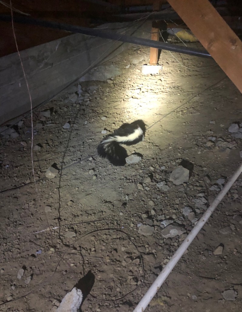 Skunks Digging Under Your Home - Advanced Animal Removal