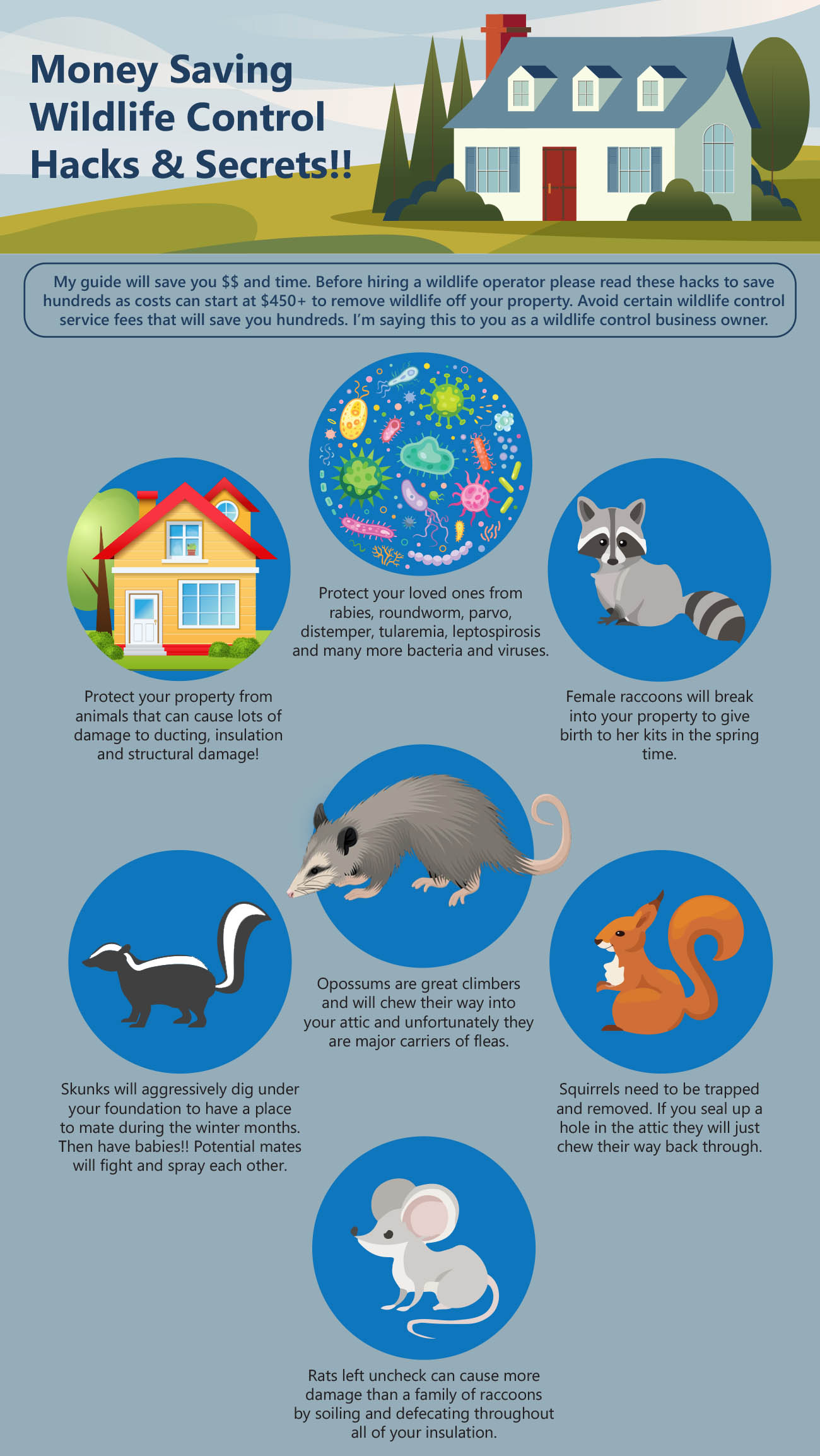 Prevent Raccoon Digging Up Lawn or Yard