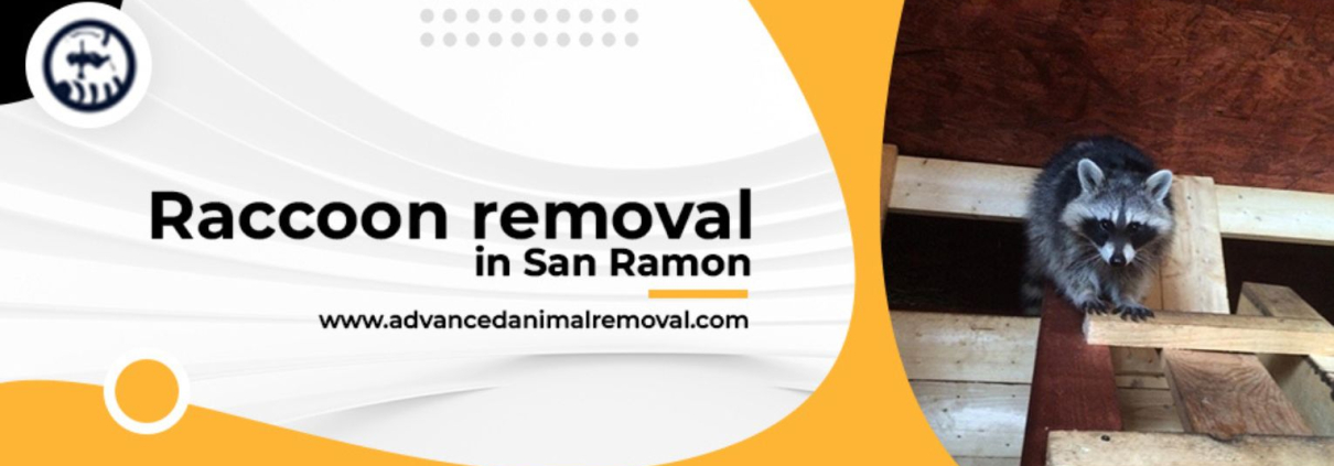raccoon removal
