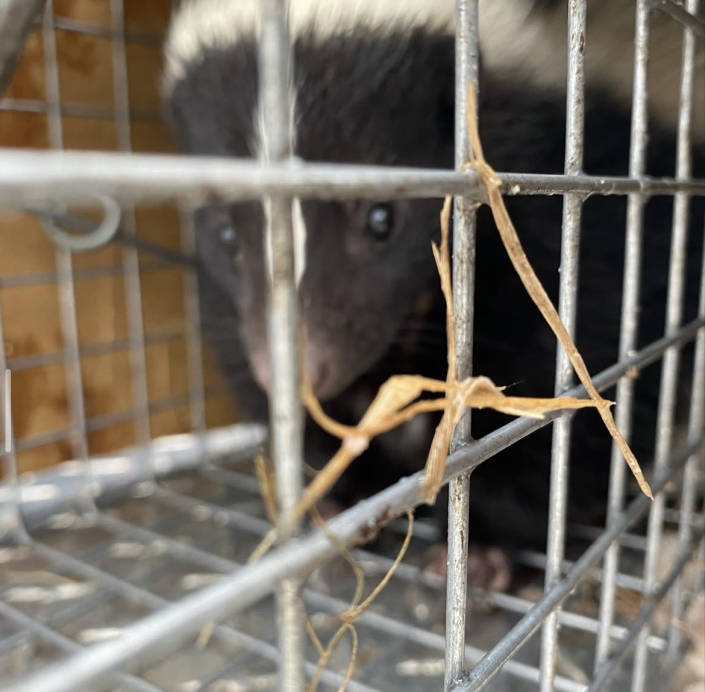 skunk removal pleasant hill skunk removal pleasant hill